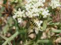 Cerceris quadricincta corsica